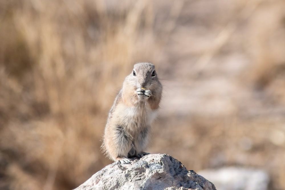 brown and white rodent on gray rock during daytime