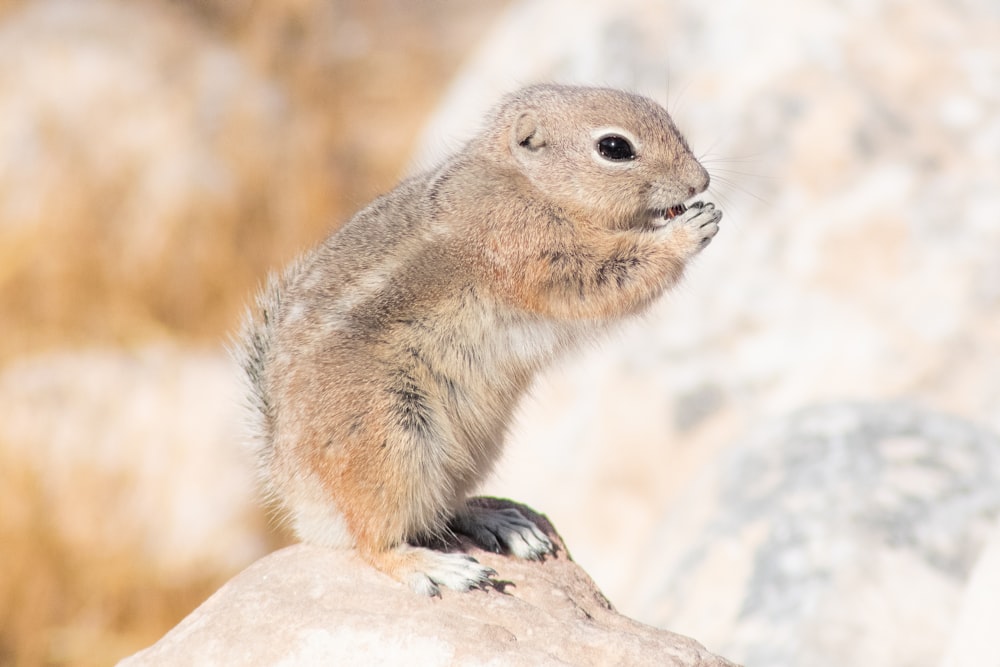 brown squirrel on brown rock during daytime