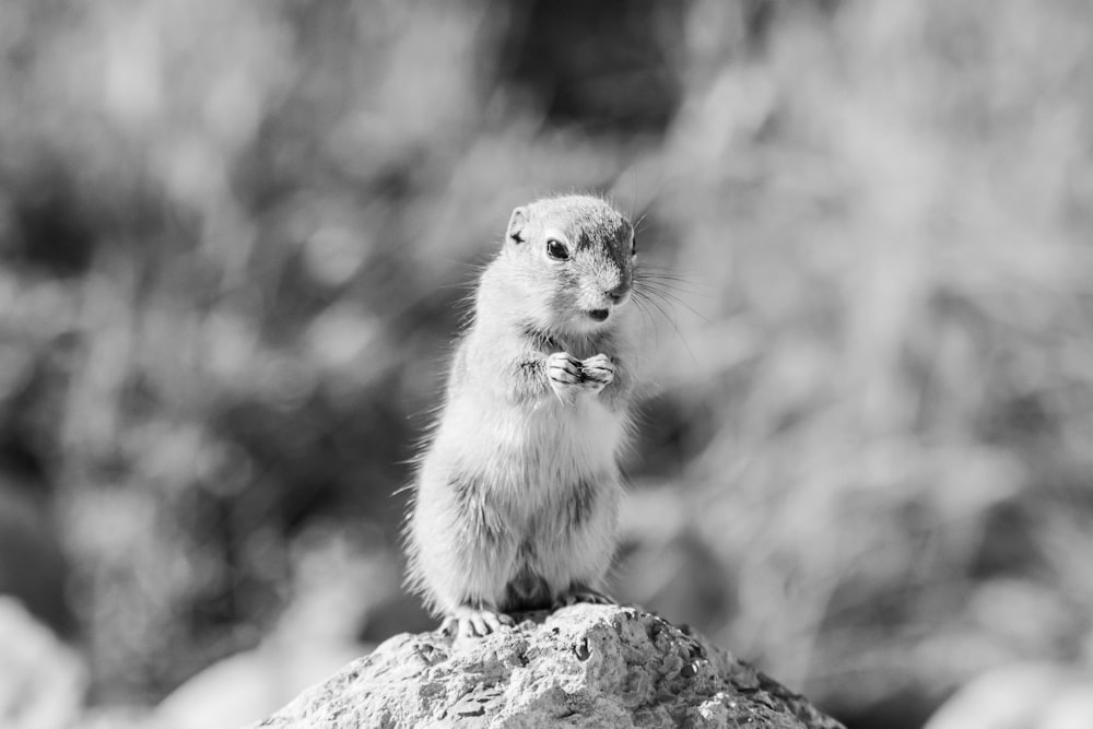grayscale photo of squirrel on rock