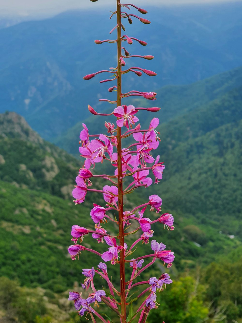 pink flower on green grass field during daytime