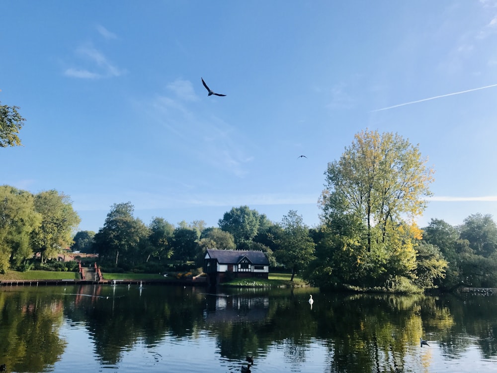 Schwarzer Vogel, der tagsüber über den See fliegt