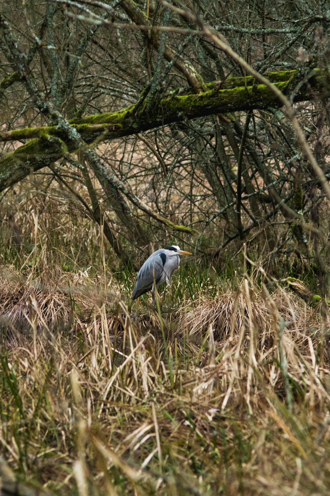 white and gray bird on brown grass during daytime