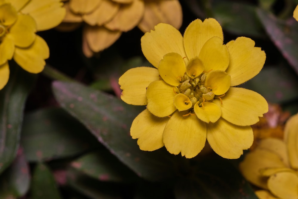 yellow flower in tilt shift lens