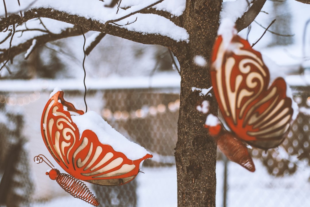 white and orange bird on brown tree branch