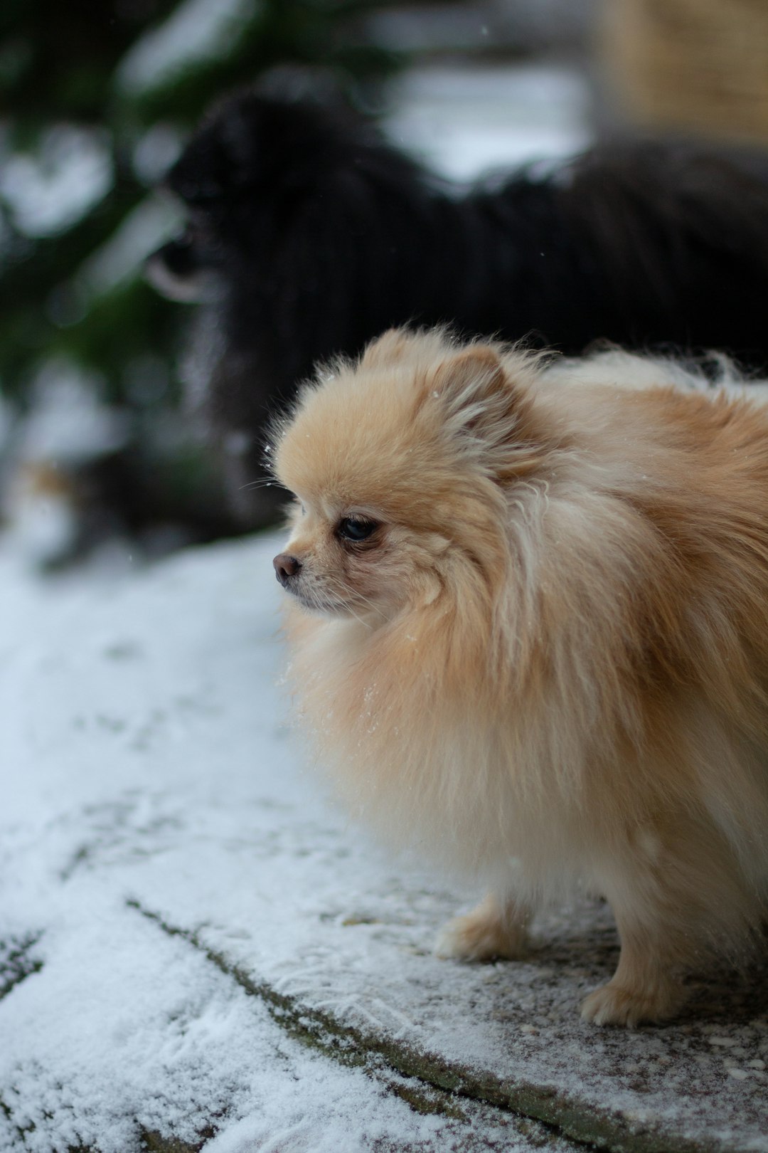 brown pomeranian on snow covered ground during daytime