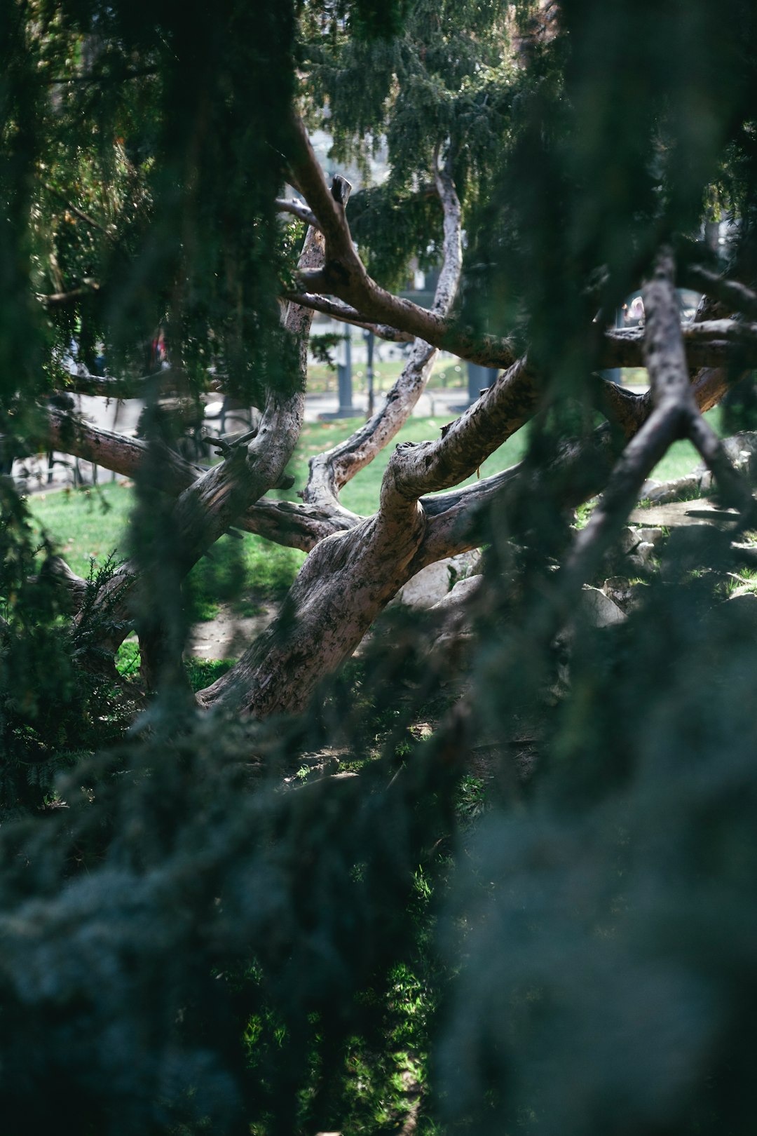 brown tree branch in tilt shift lens