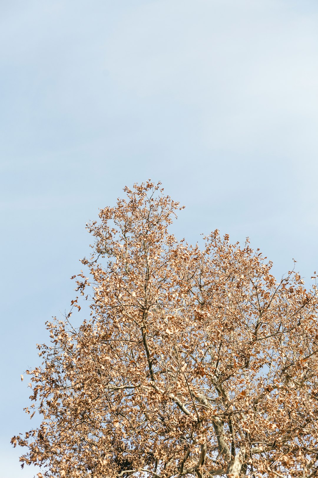 brown leaf tree under white sky during daytime