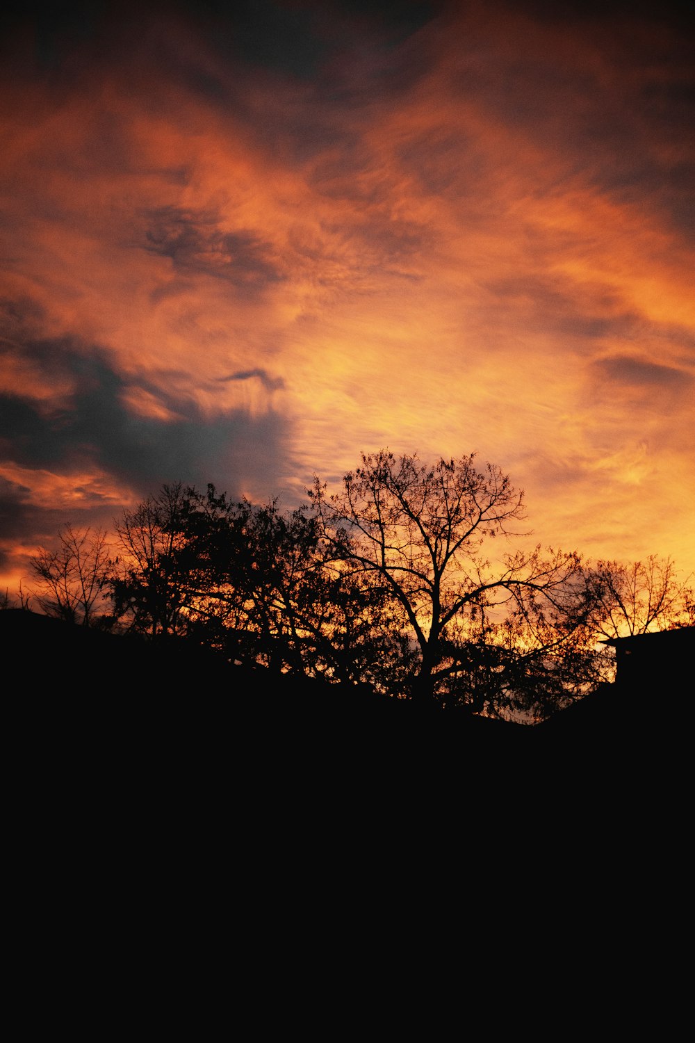 silhouette of trees during sunset