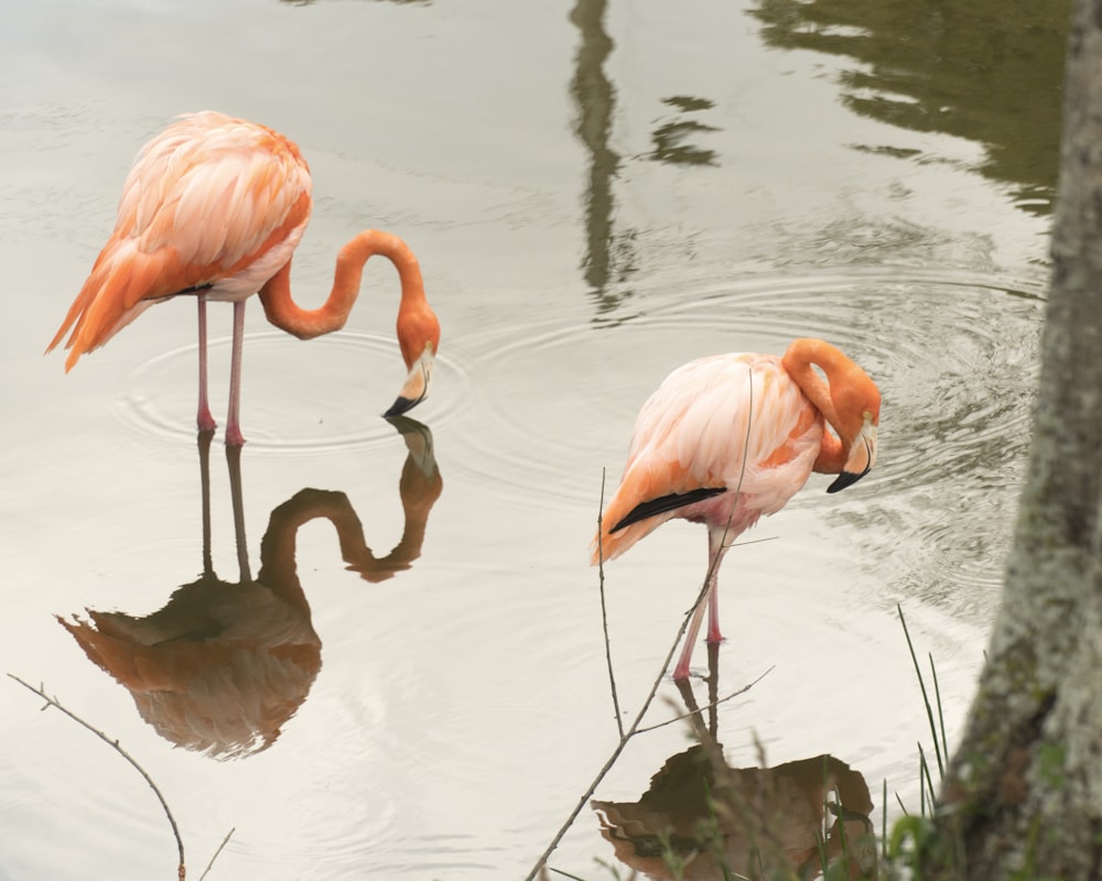 pink flamingos on water during daytime