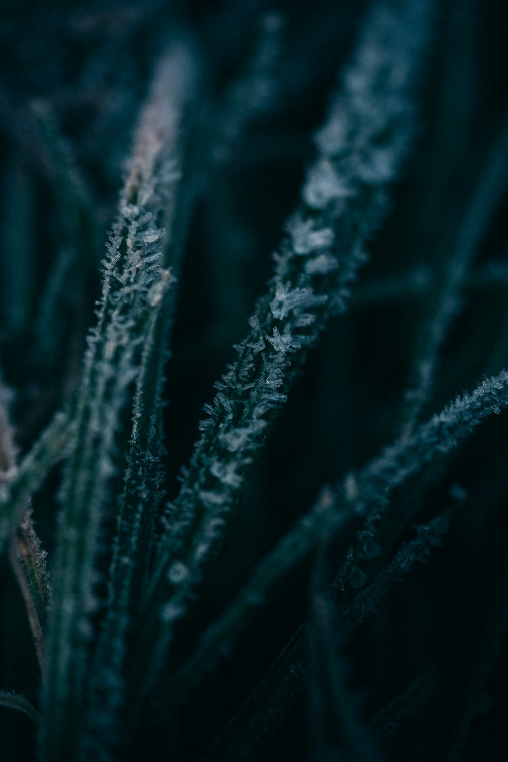 green and white plant in close up photography