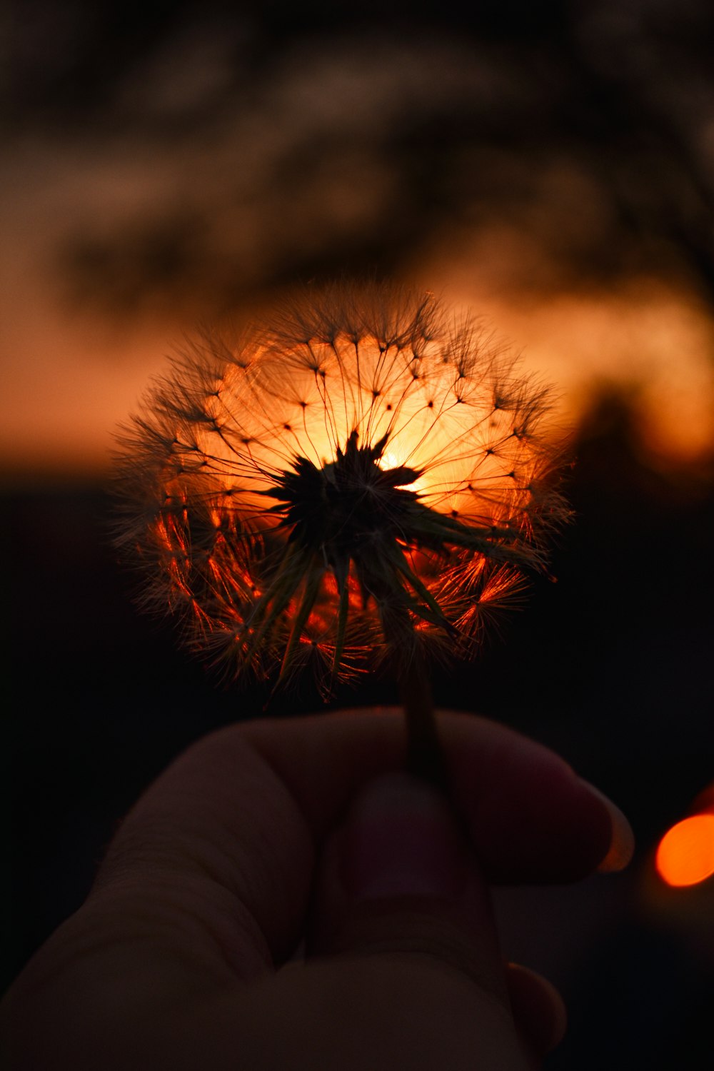 person holding white dandelion during sunset