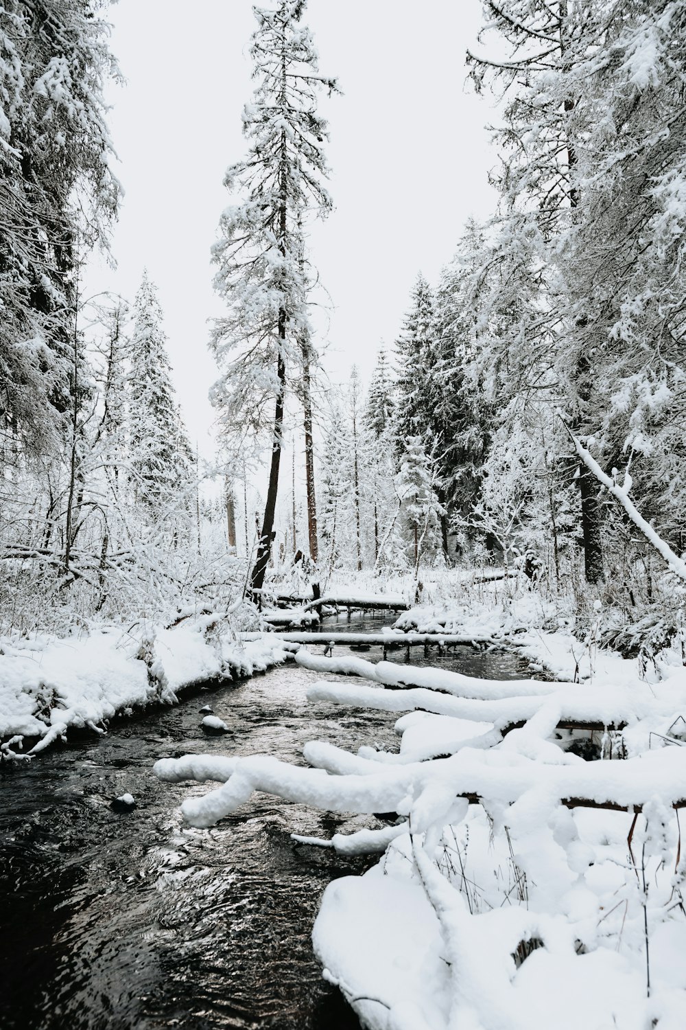 snow covered trees during daytime