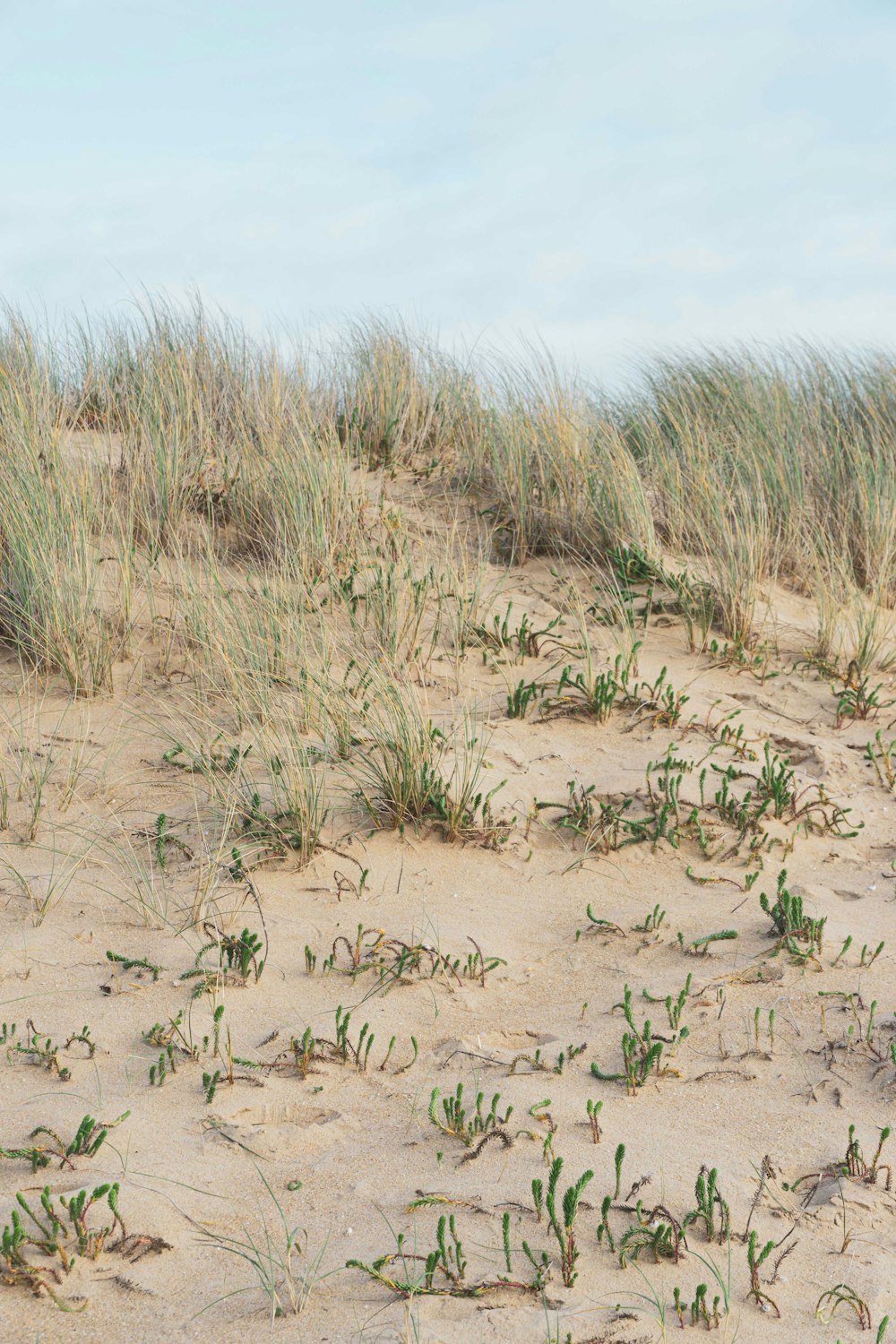 brown sand with green grass during daytime