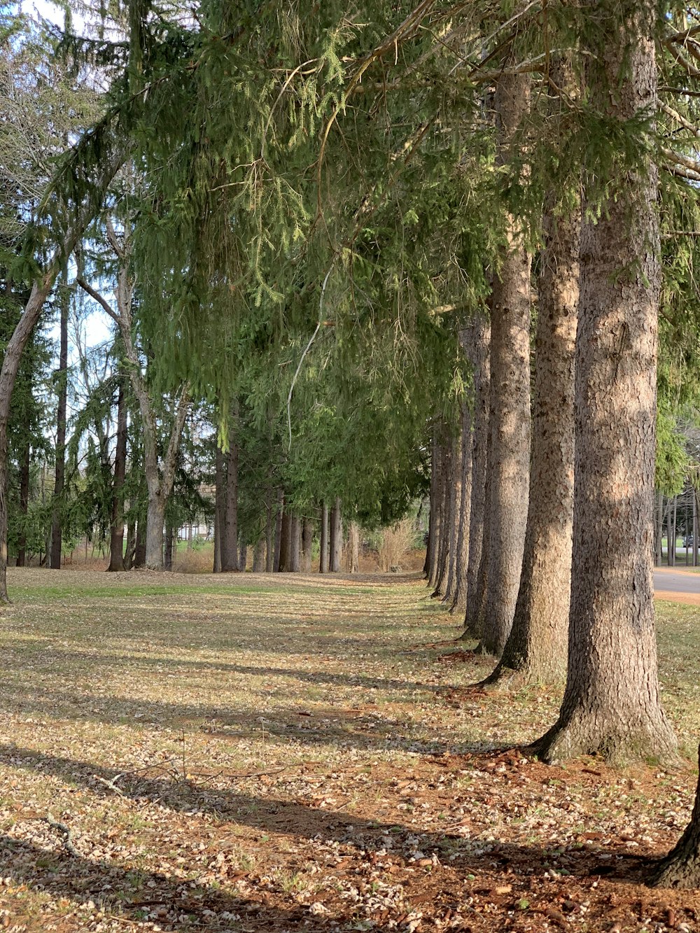 brown trees on brown field during daytime