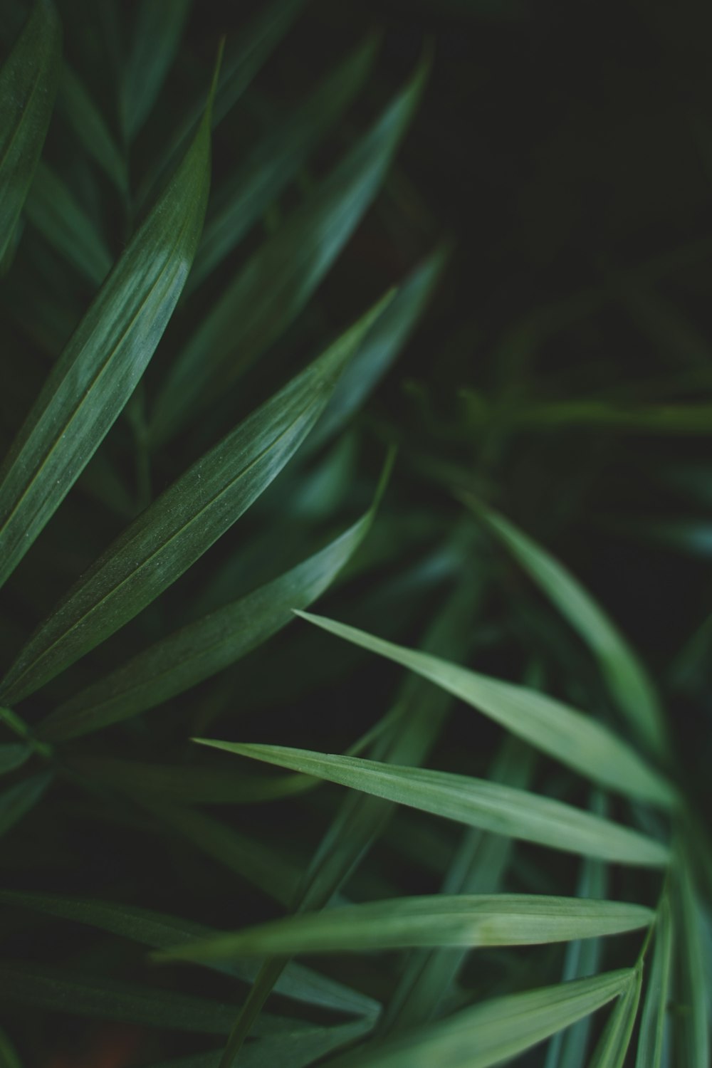 green leaf plant in close up photography