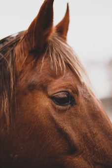 Close-up of a horse's face focusing on its eye and ear, with smooth, brown fur and a few strands of lighter mane visible.