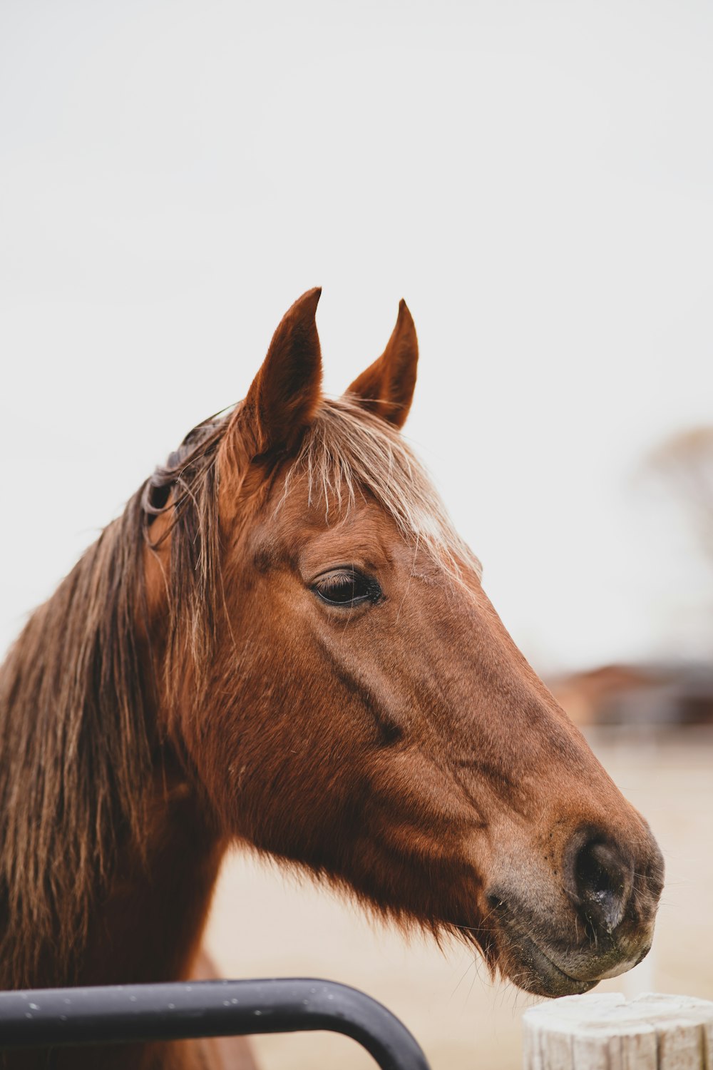 brown horse in close up photography