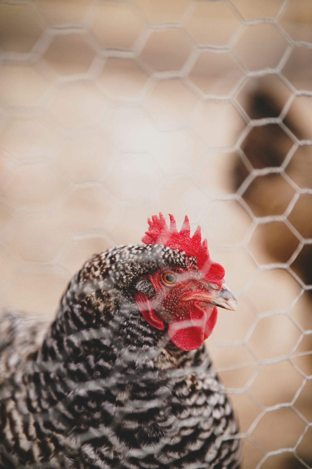 black and white chicken in cage