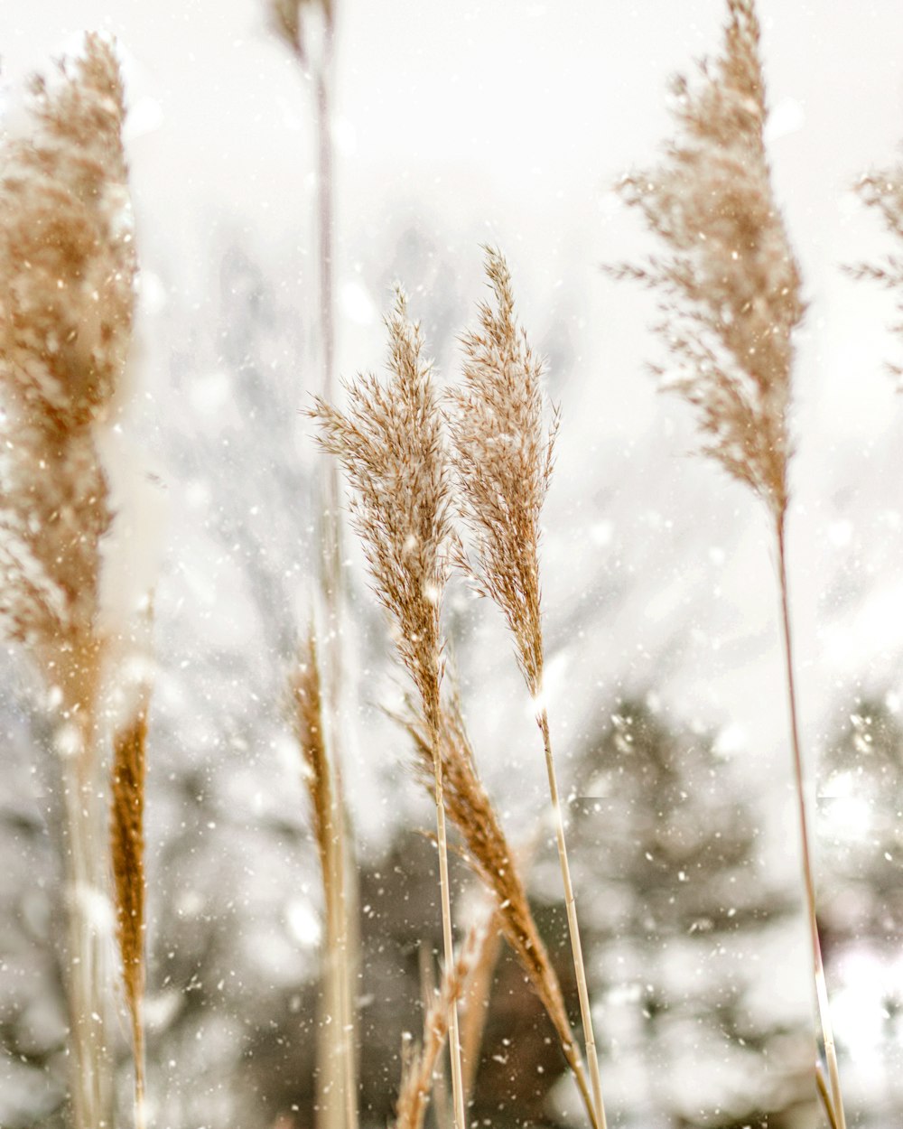 brown wheat in close up photography