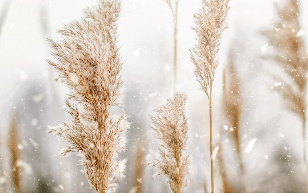 brown wheat in close up photography