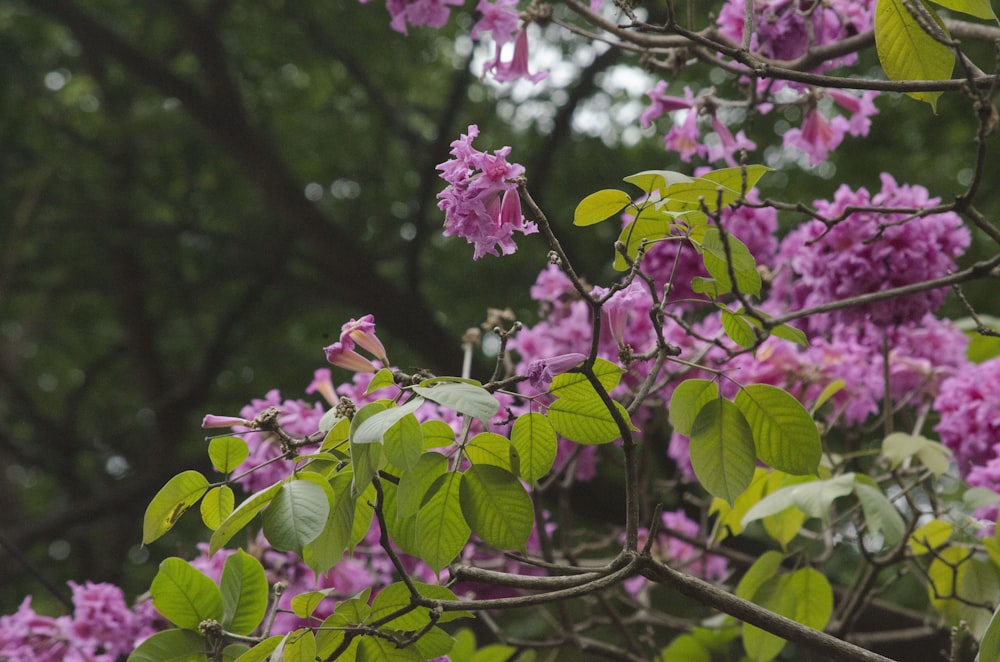 pink flowers with green leaves