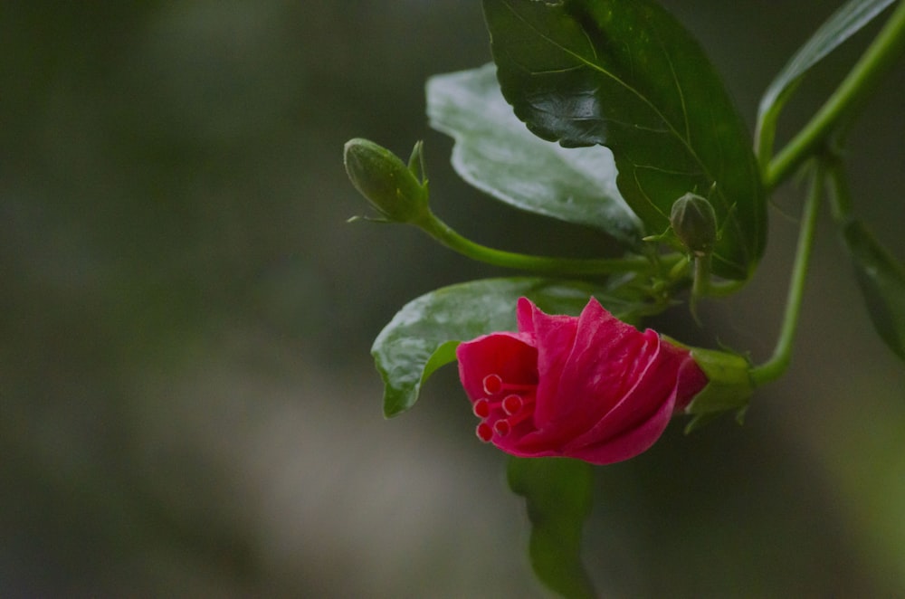 red flower in tilt shift lens