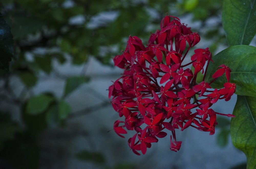 red flowers in tilt shift lens