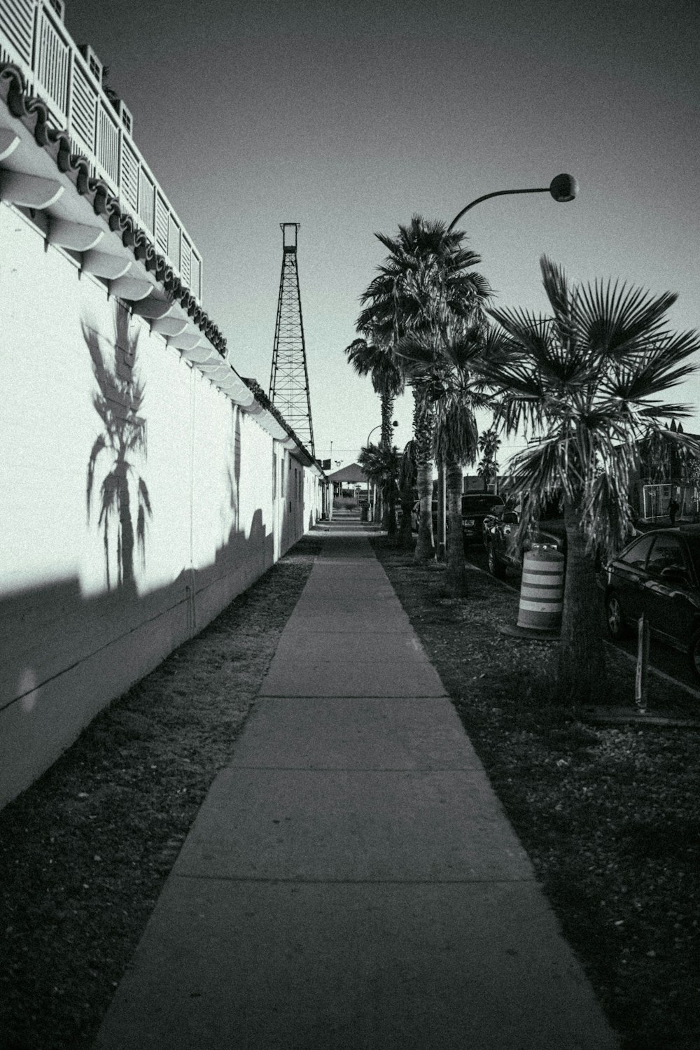 grayscale photo of palm trees near wall