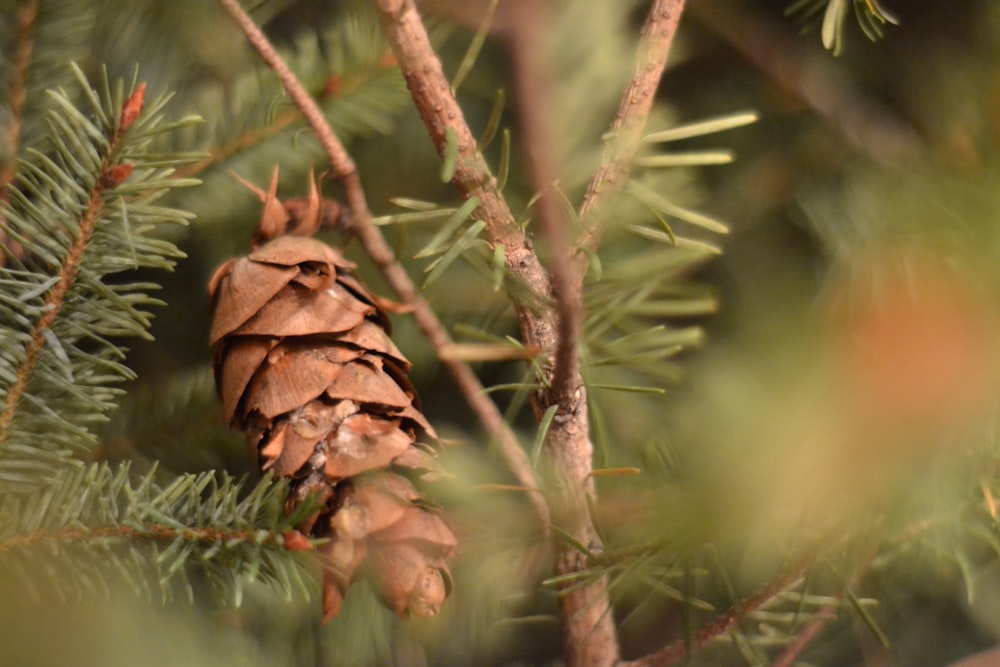 brown plant on brown tree branch