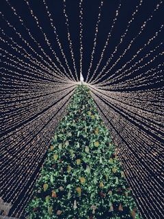 green and yellow christmas tree