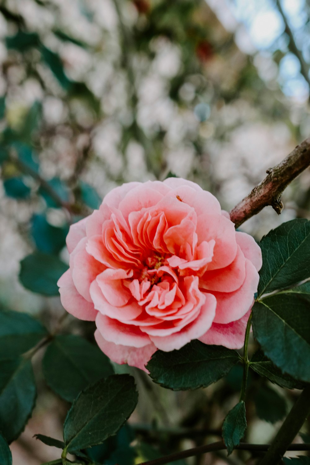 pink rose in bloom during daytime