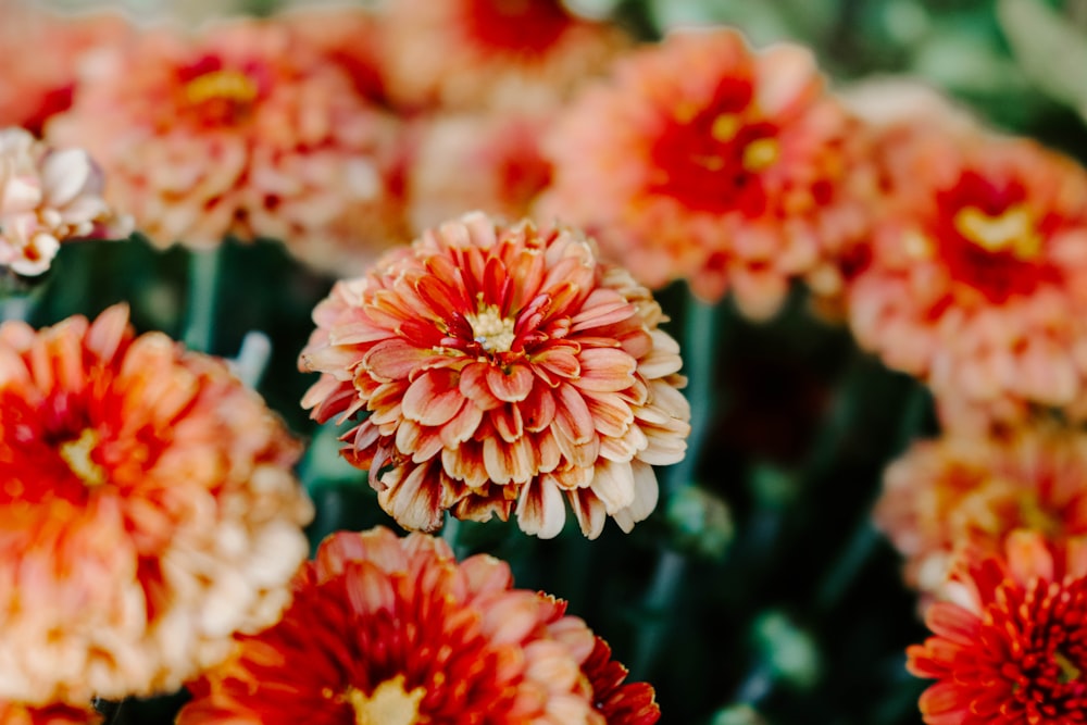 red and white flowers in tilt shift lens