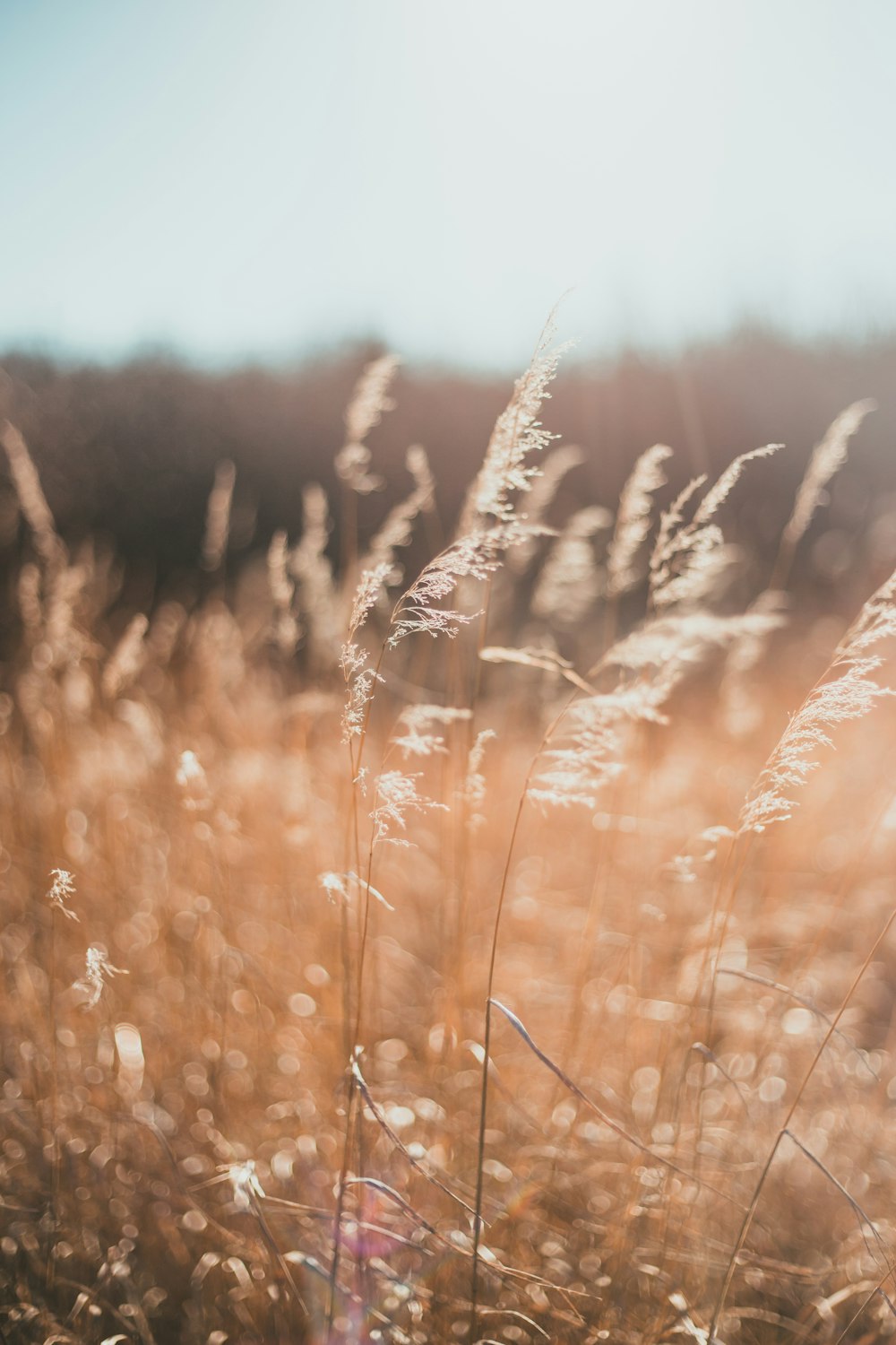 brown wheat field during daytime