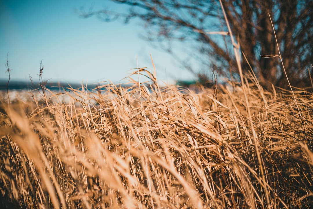 brown grass field under blue sky during daytime