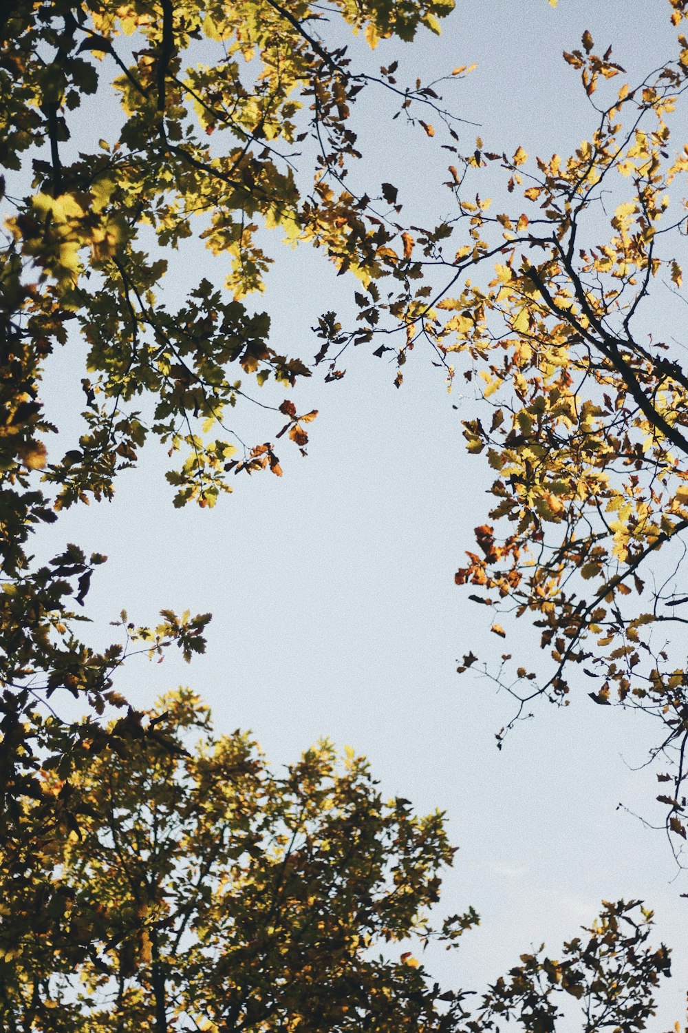 yellow and green leaves tree