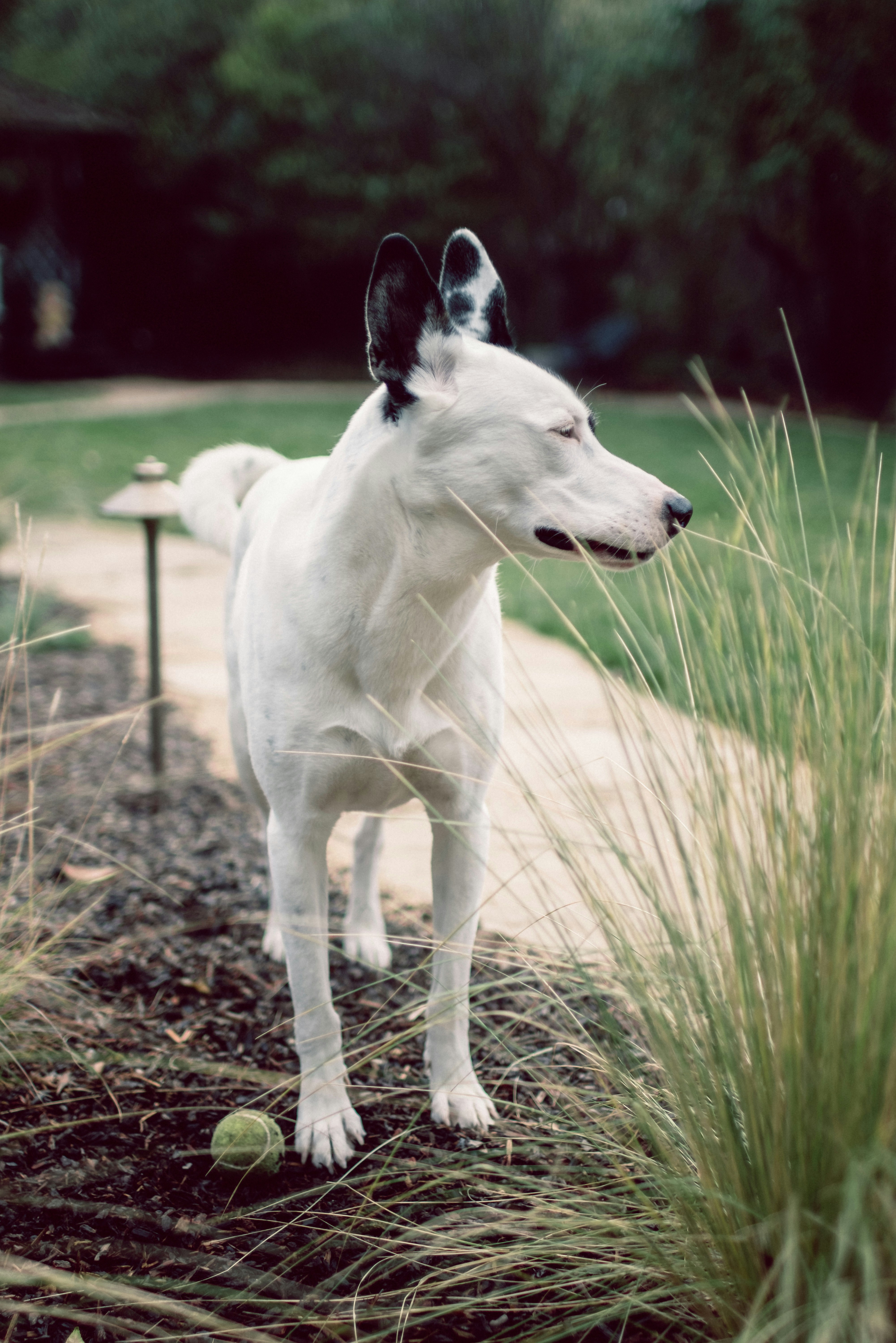 Perro de pelo corto blanco y negro en un campo de hierba verde durante el día