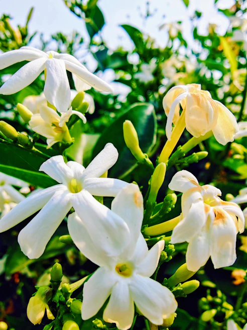 Close-up of delicate floral perfume surrounded by fresh jasmine and rose petals.