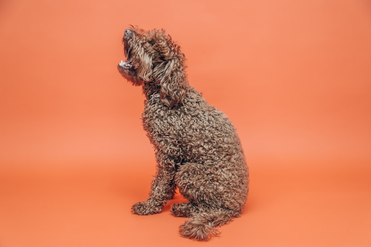 Can Poodles Be Left Alone? Poodle Separation Anxiety Insides