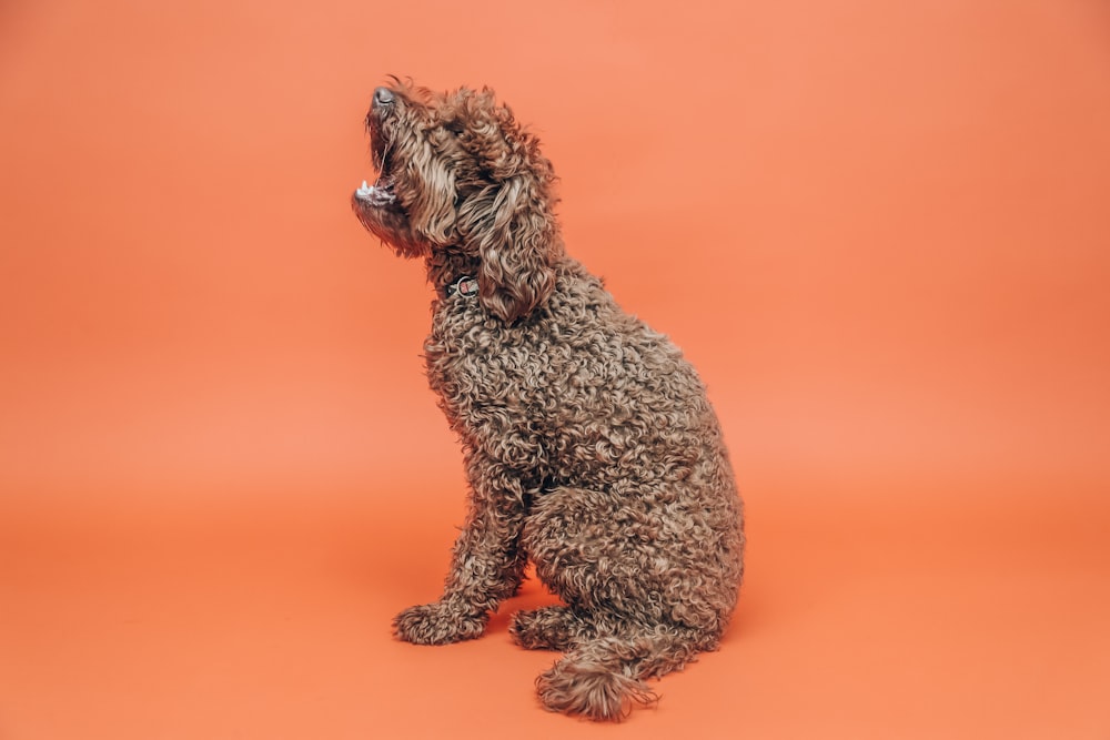 perro pequeño de pelo rizado marrón