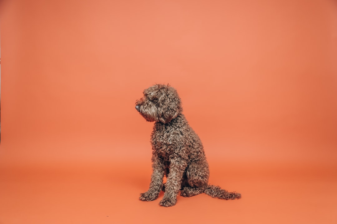 black poodle puppy on brown sand