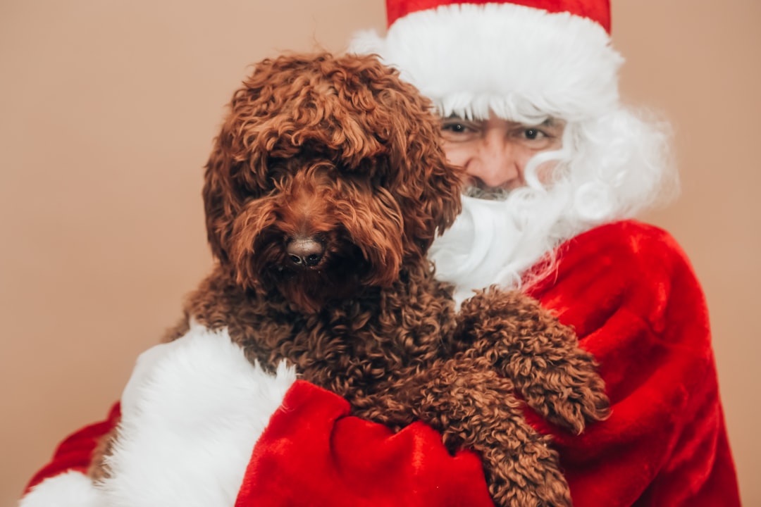 brown curly haired small dog on santa hat