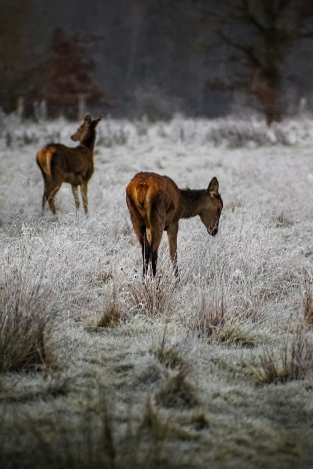 veado marrom no campo coberto de neve durante o dia