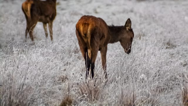 Biche