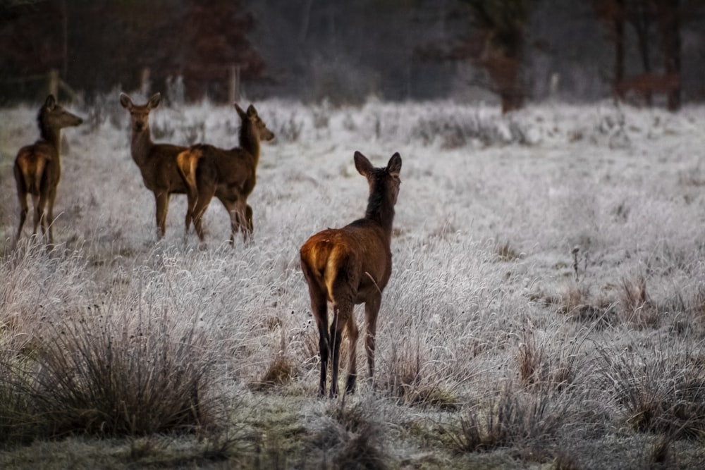 brown deer on brown grass field during daytime