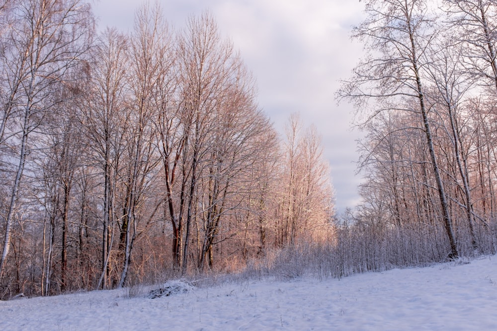 brown bare trees on snow covered ground under white cloudy sky during daytime