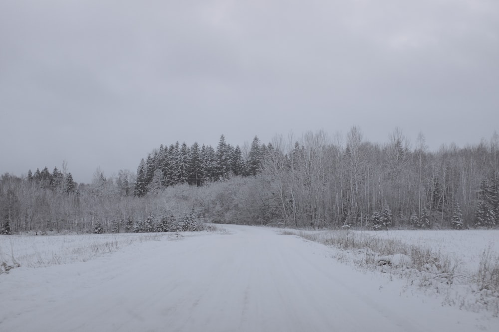 snow covered field and trees during daytime