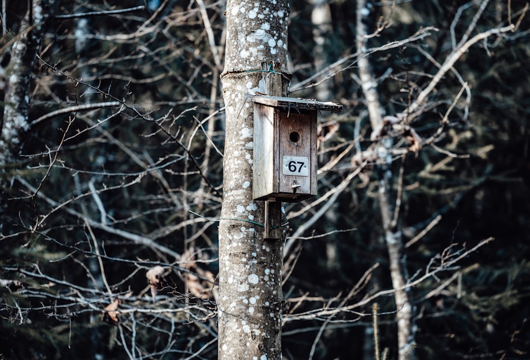 brown wooden birdhouse on brown tree branch