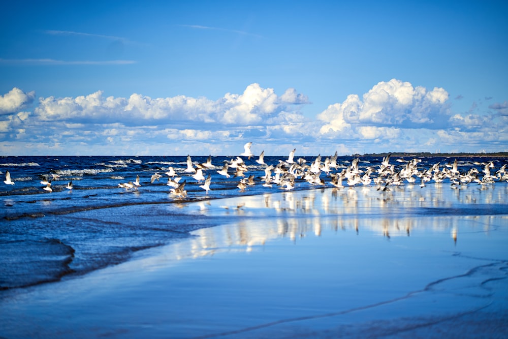 white and black birds on beach during daytime