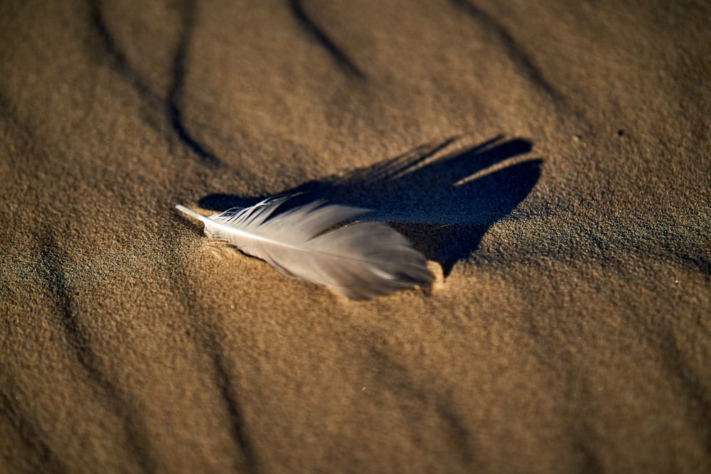 white bird on brown sand