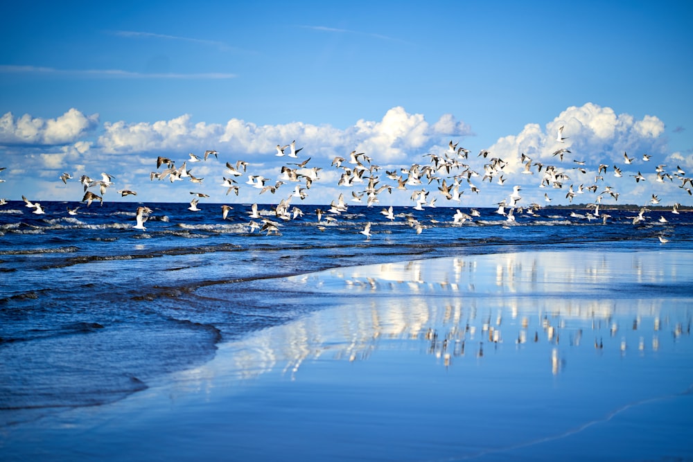 flock of birds flying over the sea during daytime